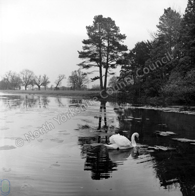 Swan Lake, Thorp Perrow